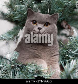 Nahaufnahme einer männlichen grauen britischen Kurzhaarkatze, die sich in einem Weihnachtsbaum versteckt Stockfoto