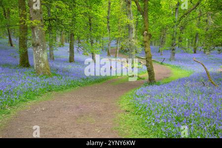 Gewundener Fußweg durch einen Wald mit Blauglocken und Eichen, Perth, Schottland, Großbritannien Stockfoto