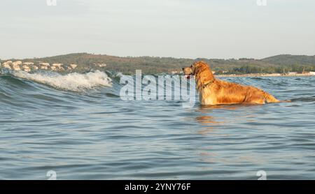 Seitenansicht eines labrador-Retriever-Hundes, der in der Meeresbrandung steht, Bulgarien Stockfoto