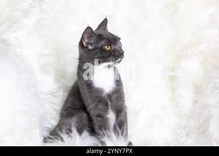 Eine schwarz-weiße Katze, die sich durch ihre auffälligen gelben Augen auszeichnet, liegt bequem auf einer weichen, flauschigen weißen Decke im Zimmer Stockfoto