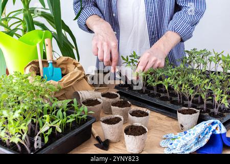 Ein Mann pflanzt junge Tomaten- und Paprikensetzlinge in Öko-Töpfe um, pflanzt Setzlinge aus Plastikbehältern in Torftöpfe, Prepa Stockfoto