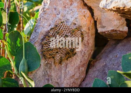 Wespennest mit gelb-schwarzen Waspen auf Felsen inmitten grüner Blätter Stockfoto