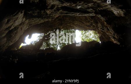 Sie blicken aus den Tiefen des Cacahuamilpa Caves National Park, Laub und heller Lichtfilter durch die Höhlenöffnung darüber. Das felsige t Stockfoto