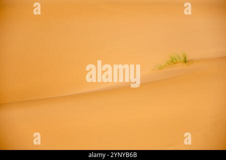 Wüstendünen bei Tinfou bei Zagora am Rande der Sahara in Marokko Stockfoto