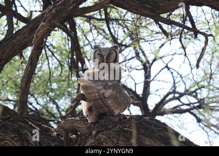 Die größte, schwerste Eule Afrikas, ziemlich häufig im Okavango-Delta. Stockfoto