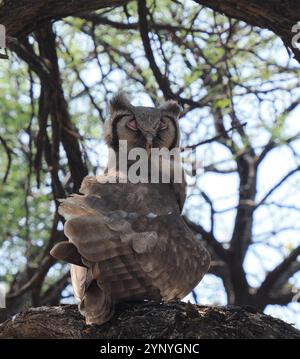 Die größte, schwerste Eule Afrikas, ziemlich häufig im Okavango-Delta. Stockfoto