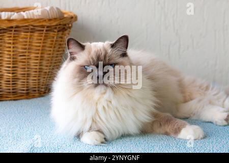 Niedliche Haustier-Ragdoll-Katze. Haustier. Stockfoto