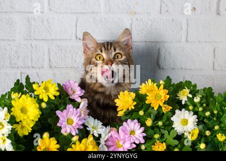 Langhaar norwegisches Waldkatzenkätzchen, umgeben von Gänseblümchen im Frühjahr. Stockfoto