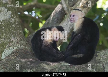 Weißschulteraffen (Cebus capucinus), Manuel Antonio Nationalpark, Costa Rica, Mittelamerika Stockfoto