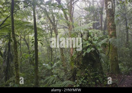 Nebelwald, Reserva biologica Bosque Nubosa, Costa Rica, Mittelamerika Stockfoto