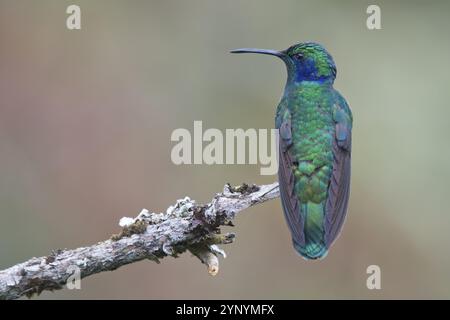 Kleiner Veilchenohrer Kolibris (Colibri thalassinus), Parque National Los Quetzales, Costa Rica, Mittelamerika Stockfoto