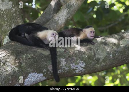 Weißschulteraffen (Cebus capucinus), Manuel Antonio Nationalpark, Costa Rica, Mittelamerika Stockfoto