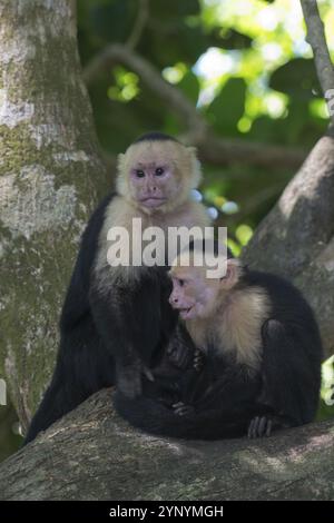 Weißschulteraffen (Cebus capucinus), Manuel Antonio Nationalpark, Costa Rica, Mittelamerika Stockfoto