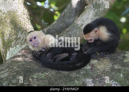 Weißschulteraffen (Cebus capucinus), Manuel Antonio Nationalpark, Costa Rica, Mittelamerika Stockfoto