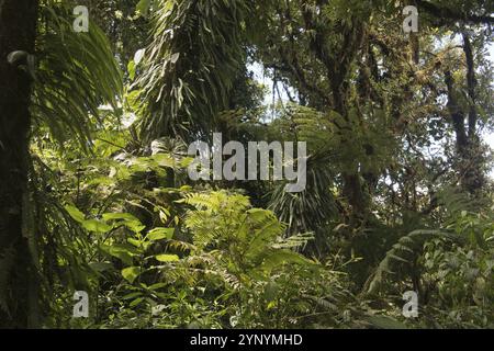 Nebelwald, Reserva biologica Bosque Nubosa, Costa Rica, Mittelamerika Stockfoto