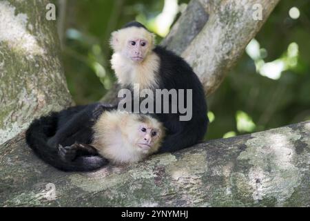 Weißschulteraffen (Cebus capucinus), Manuel Antonio Nationalpark, Costa Rica, Mittelamerika Stockfoto