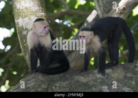 Weißschulteraffen (Cebus capucinus), Manuel Antonio Nationalpark, Costa Rica, Mittelamerika Stockfoto