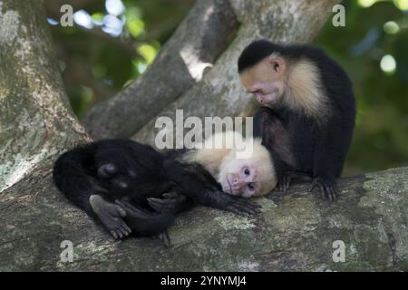 Weißschulteraffen (Cebus capucinus), Manuel Antonio Nationalpark, Costa Rica, Mittelamerika Stockfoto