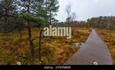 Eine hölzerne Promenade schlängelt sich durch eine üppige, herbstliche Waldlandschaft mit Bäumen und Gras. Stockfoto