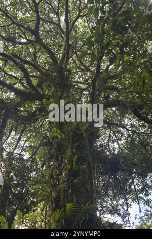 Nebelwald, Reserva biologica Bosque Nubosa, Costa Rica, Mittelamerika Stockfoto