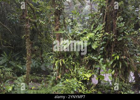 Nebelwald, Reserva biologica Bosque Nubosa, Costa Rica, Mittelamerika Stockfoto