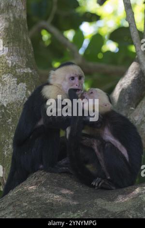 Weißschulteraffen (Cebus capucinus), Manuel Antonio Nationalpark, Costa Rica, Mittelamerika Stockfoto