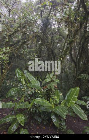 Nebelwald, Reserva biologica Bosque Nubosa, Costa Rica, Mittelamerika Stockfoto