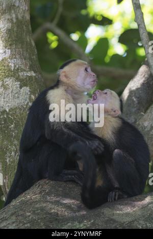 Weißschulteraffen (Cebus capucinus), Manuel Antonio Nationalpark, Costa Rica, Mittelamerika Stockfoto