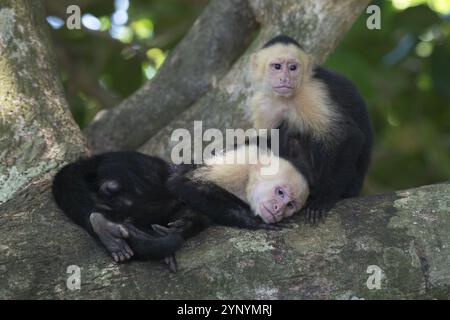 Weißschulteraffen (Cebus capucinus), Manuel Antonio Nationalpark, Costa Rica, Mittelamerika Stockfoto