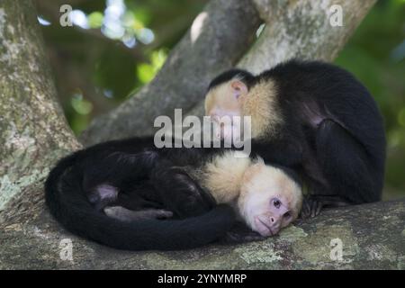 Weißschulteraffen (Cebus capucinus), Manuel Antonio Nationalpark, Costa Rica, Mittelamerika Stockfoto