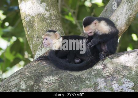 Weißschulteraffen (Cebus capucinus), Manuel Antonio Nationalpark, Costa Rica, Mittelamerika Stockfoto