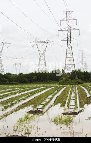 Junge Gemüsepflanzen, die durch Kunststofffolien geschützt sind, die auf landwirtschaftlichen Feldern wachsen und durch übermäßige Regenfälle aufgrund des Klimawandels überflutet und beschädigt wurden, und Stockfoto