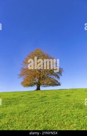 Ein Baum mit goldbraunen Blättern steht allein auf einem grünen Hügel vor einem hellblauen Himmel, Kupferbuche (Fagus sylvatica) im Herbst, Rieden am Forgge Stockfoto