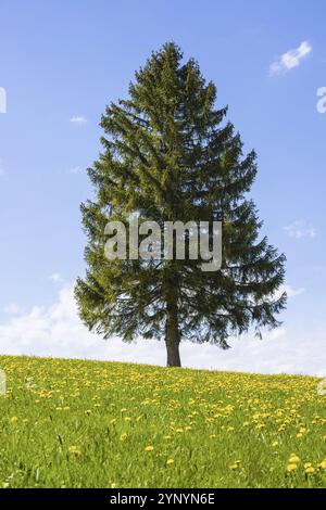 Blühende Löwenzahnwiese (Taraxacum) und Einzeltanne (Abies sp.), natürliche Landschaft bei Füssen, Ostallgäu, Bayern, Deutschland, Europa Stockfoto