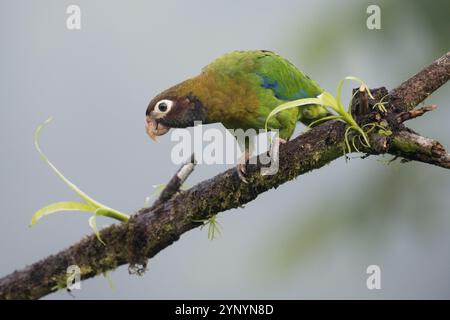 Grauwangenpapagei (Pyrilia haematotis), Costa Rica, Mittelamerika Stockfoto