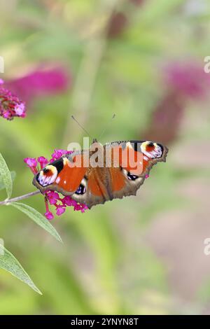 Pfauenfalter (Inachis io) saugt Nektar an Schmetterlingsstrauch (Buddleja davidii), in einer natürlichen Umgebung in freier Wildbahn, Nahaufnahme, Tierwelt, Insekten Stockfoto