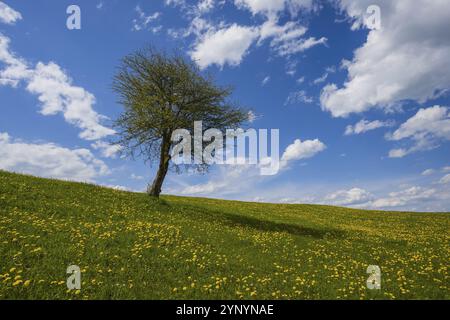 Blühende Löwenzahnwiese (Taraxacum) und einzelne Englische Eiche (Quercus robur), natürliche Landschaft bei Füssen, Ostallgäu, Bayern, Deutschland, Europa Stockfoto