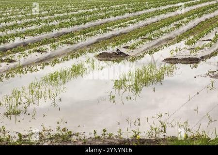 Junge Gemüsepflanzen, die durch Kunststofffolien geschützt werden, die auf dem Feld wachsen, überflutet und durch starke Regenfälle aufgrund des Klimawandels im Sommer beschädigt wurden, Quebec, CA Stockfoto