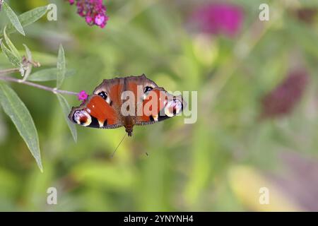 Pfauenfalter (Inachis io) saugt Nektar an Schmetterlingsstrauch (Buddleja davidii), in einer natürlichen Umgebung in freier Wildbahn, Nahaufnahme, Tierwelt, Insekten Stockfoto