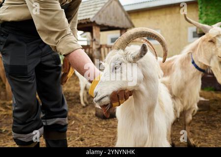 Beschnittener Schuss eines nicht erkennbaren männlichen Landwirts in Arbeitskleidung, der sich über das Haustier beugt, das es auf dem Hof streichelt Stockfoto