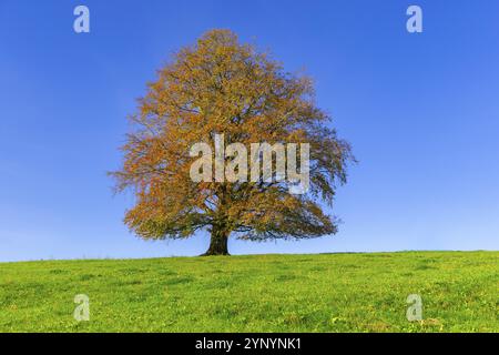 Ein majestätischer Baum mit herbstlichem Laub steht auf einer weitläufigen Wiese unter blauem Himmel, Kupferbuche (Fagus sylvatica) im Herbst, Rieden am Forggensee, OS Stockfoto