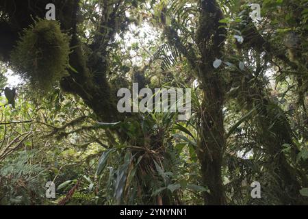 Nebelwald, Reserva biologica Bosque Nubosa, Costa Rica, Mittelamerika Stockfoto