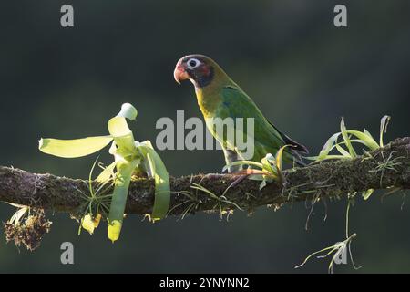 Grauwangenpapagei (Pyrilia haematotis), Costa Rica, Mittelamerika Stockfoto