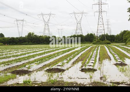 Junge Gemüsepflanzen, die durch Kunststofffolien geschützt werden, die auf landwirtschaftlichen Feldern wachsen und durch starke Regenfälle aufgrund des Klimawandels und der Folgen beschädigt wurden Stockfoto