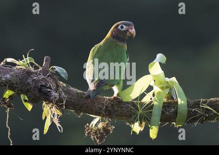 Grauwangenpapagei (Pyrilia haematotis), Costa Rica, Mittelamerika Stockfoto