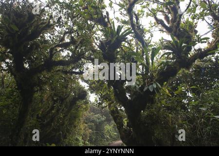 Nebelwald, Reserva biologica Bosque Nubosa, Costa Rica, Mittelamerika Stockfoto