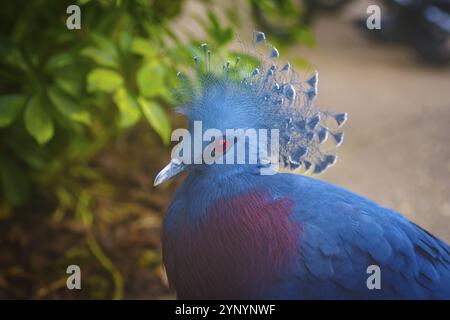 Nahaufnahme einer blauen gekrönten Taube im Zoo Stockfoto