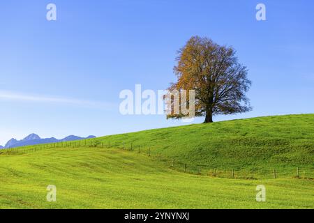 Einzelner Baum auf einem Hügel mit grüner Wiese und blauem Himmel, die Szene erscheint ruhig und friedlich, Kupferbuche (Fagus sylvatica) im Herbst, Rieden am Forggen Stockfoto