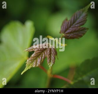 Nahaufnahme einiger frischer brauner Pflanzenblätter Stockfoto