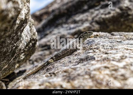 Nahaufnahme einer Eidechse auf einem Felsen Stockfoto